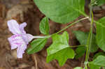 Stalked wild petunia